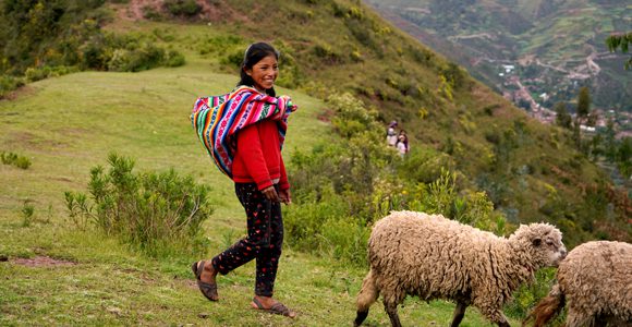 Link zur Aktion BibelStern: Ein peruanisches Mädchen in den Anden mit ihrer Schafherde